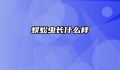 蜈蚣虫长什么样