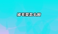 猪毛菜怎么做