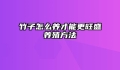 竹子怎么养才能更旺盛养殖方法