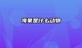海象是什么动物