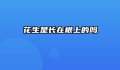 花生是长在根上的吗