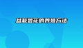 盆栽昙花的养殖方法