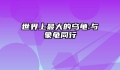 世界上最大的乌龟:与象龟同行