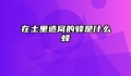 在土里造窝的蜂是什么蜂
