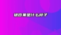 银杏果是什么样子