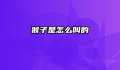 猴子是怎么叫的