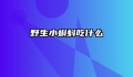 野生小蝌蚪吃什么