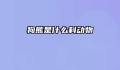 狗熊是什么科动物