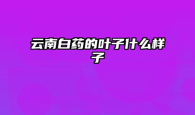 云南白药的叶子什么样子