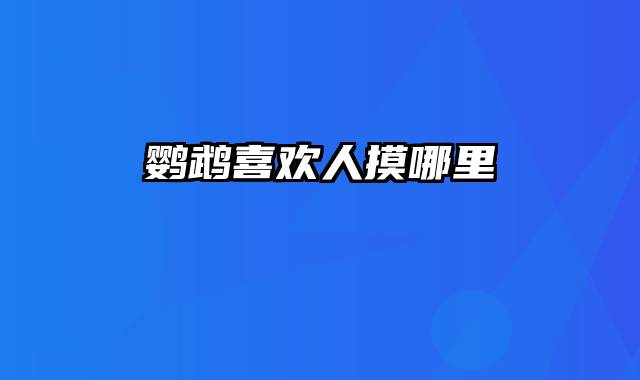 鹦鹉喜欢人摸哪里