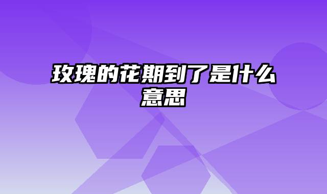 玫瑰的花期到了是什么意思