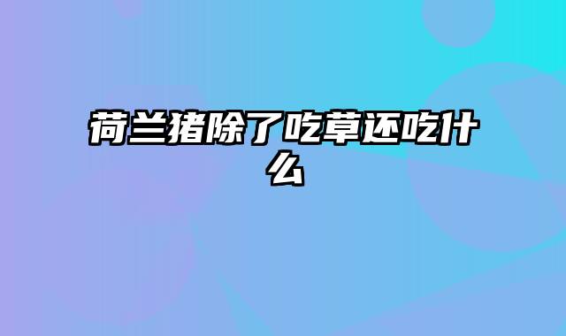 荷兰猪除了吃草还吃什么