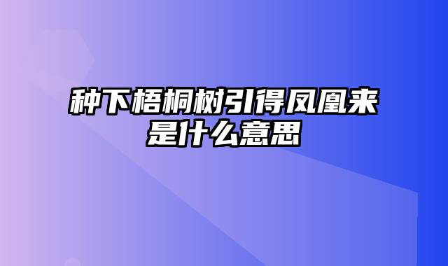 种下梧桐树引得凤凰来是什么意思