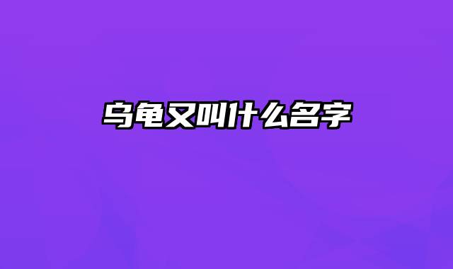 乌龟又叫什么名字