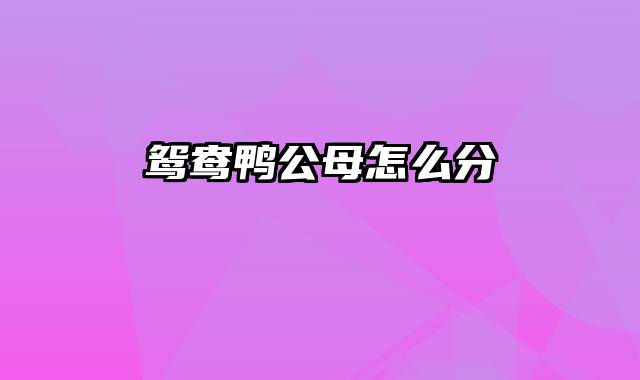 鸳鸯鸭公母怎么分