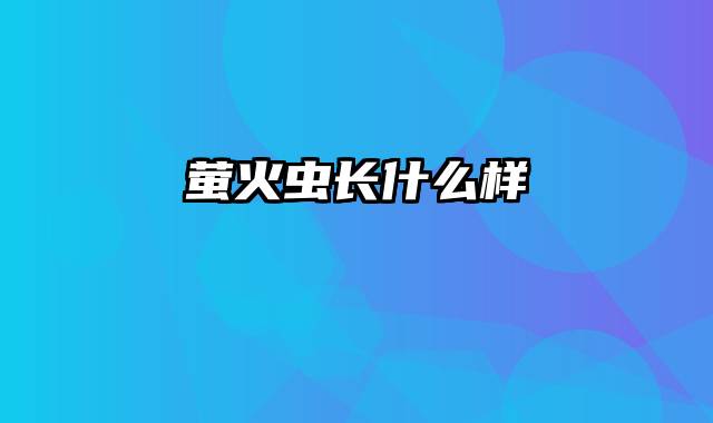萤火虫长什么样