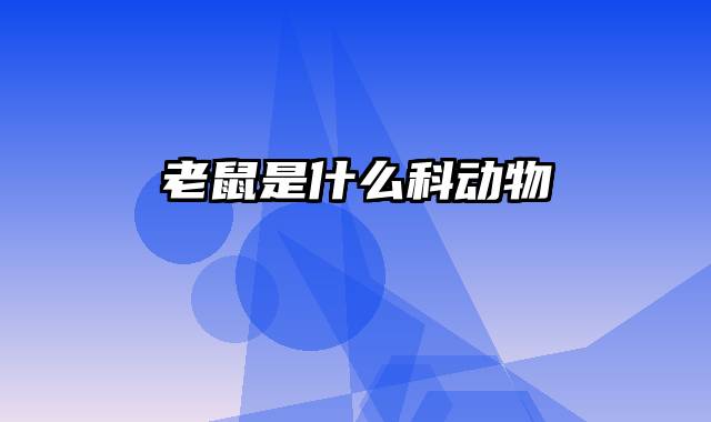老鼠是什么科动物