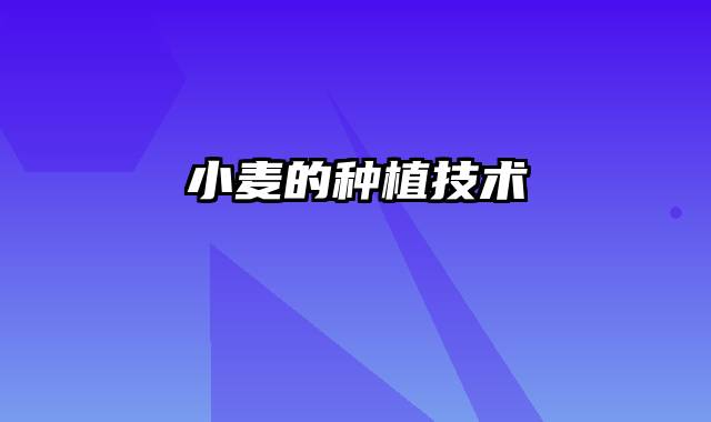 小麦的种植技术