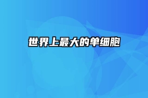 世界上最大的单细胞