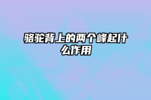 骆驼背上的两个峰起什么作用