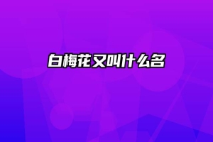 白梅花又叫什么名