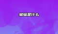 蝙蝠是什么