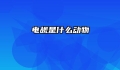 电觇是什么动物
