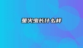 萤火虫长什么样