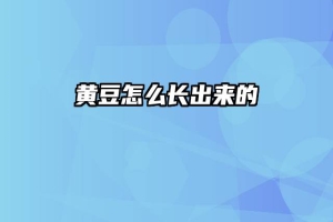 黄豆怎么长出来的
