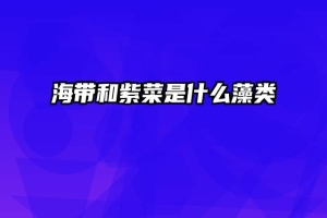 海带和紫菜是什么藻类